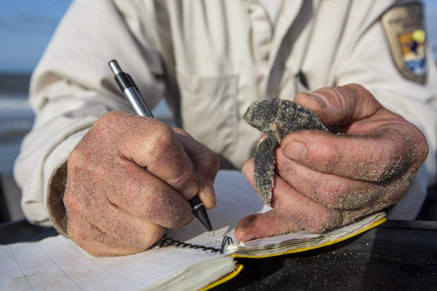 SC finishes sea turtle nesting season with record-breaking inventory